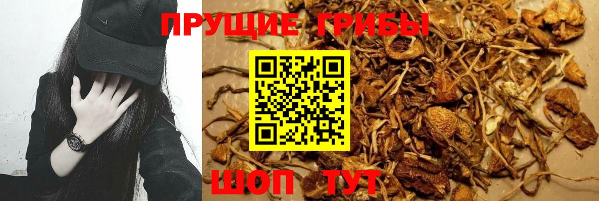 закладка  Вход с VPN  Новокубанск  Псилоцибиновые грибы MAGIC MUSHROOMS 